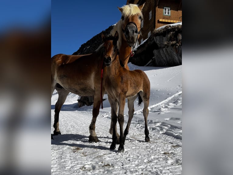 Purosangue arabo Mix Giumenta  Baio in Vent