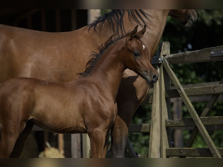 Purosangue arabo Giumenta Puledri (06/2024) Baio scuro in Zuidoostbeemster