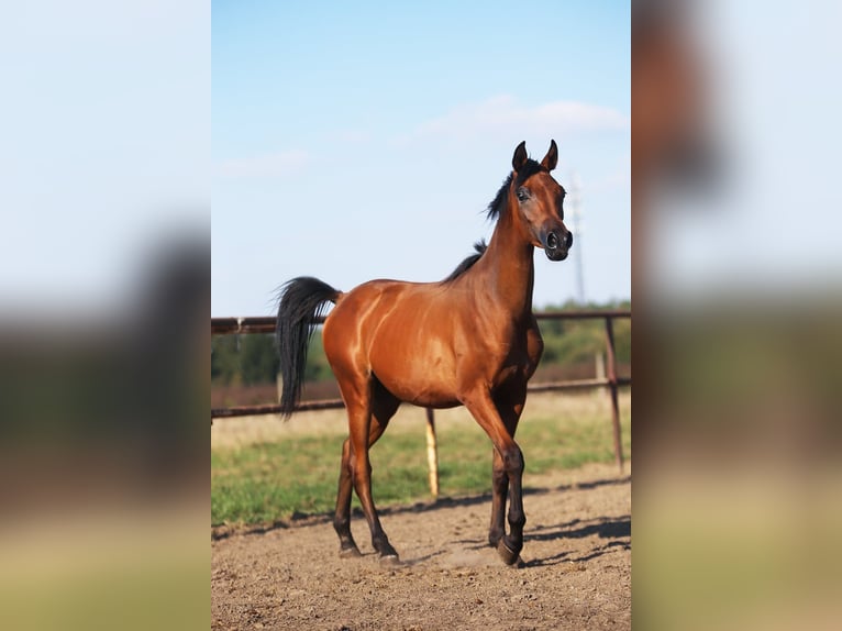 Purosangue arabo Giumenta  in Stryków