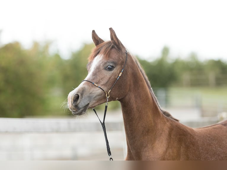 Purosangue arabo Giumenta Puledri (02/2026) Grigio in Nellingen Oppingen