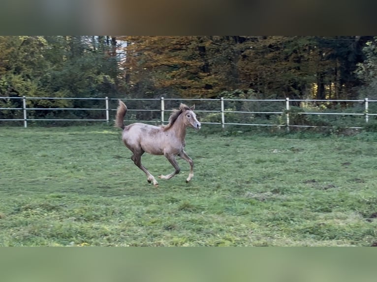Purosangue arabo Giumenta Puledri (05/2025) Grigio rossastro in Grafenstein