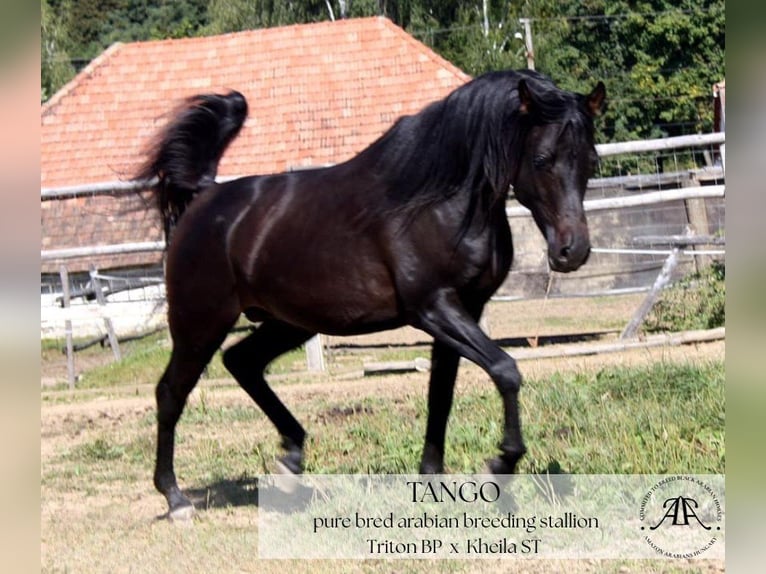 Purosangue arabo Stallone 10 Anni 150 cm Baio scuro in Par&#xE1;d
