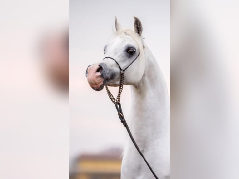 Purosangue arabo Stallone 10 Anni 150 cm Grigio in Boronów