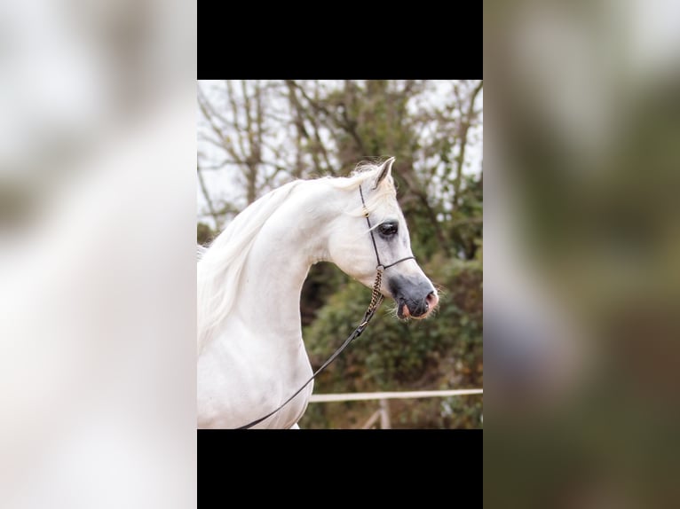 Purosangue arabo Stallone 10 Anni 150 cm Grigio in Boronów