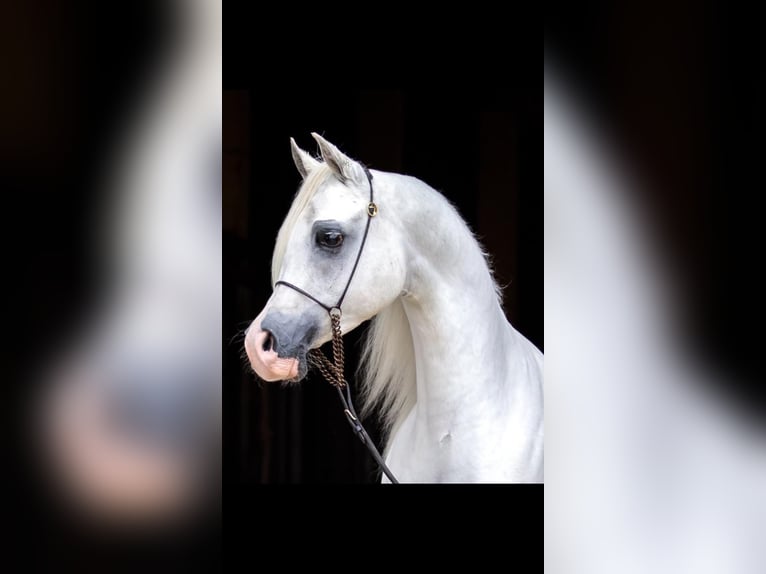 Purosangue arabo Stallone 10 Anni 150 cm Grigio in Boronów