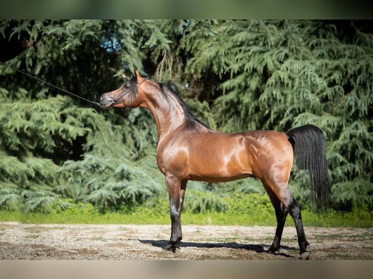 Purosangue arabo Stallone 10 Anni 155 cm Baio ciliegia in Victora