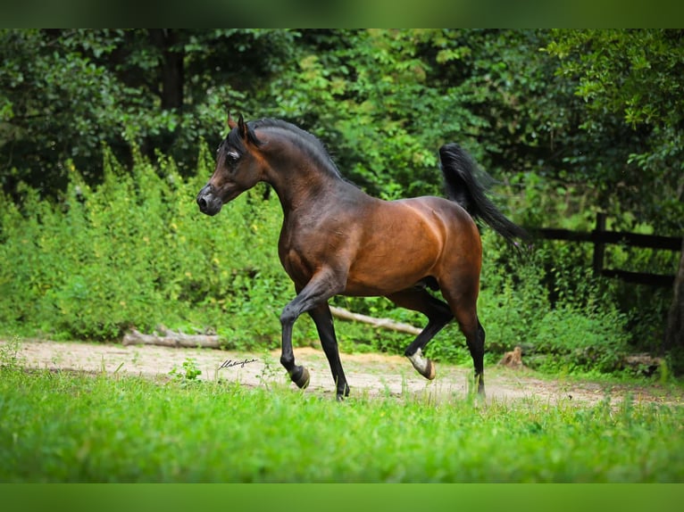 Purosangue arabo Stallone 10 Anni 157 cm Baio scuro in Wrocław