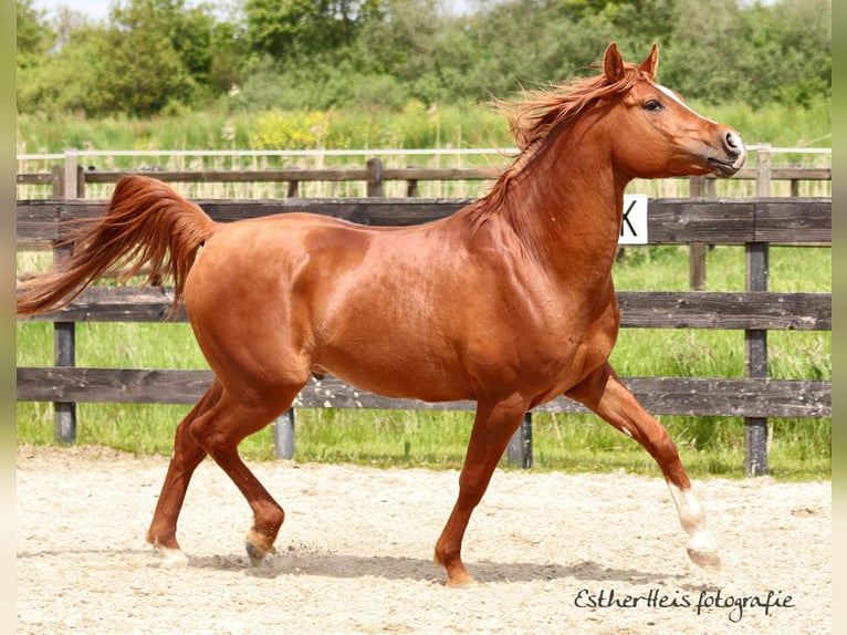 Purosangue arabo Stallone 10 Anni 160 cm Sauro in Zuidbroek
