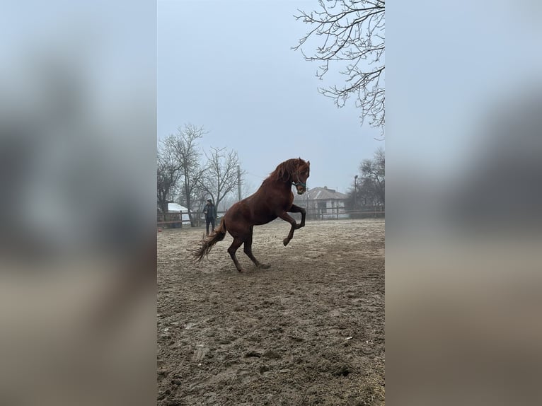 Purosangue arabo Stallone 10 Anni Sauro scuro in Bucharest
