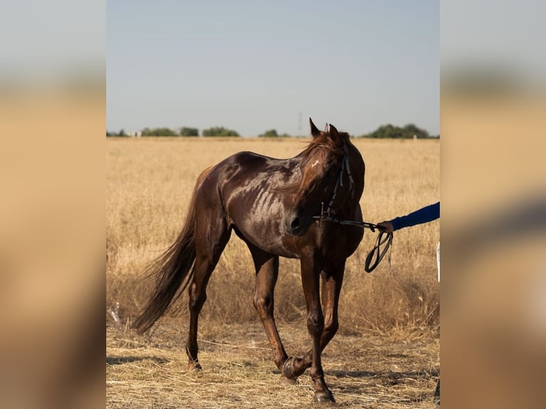 Purosangue arabo Stallone 10 Anni Sauro scuro in Bucharest