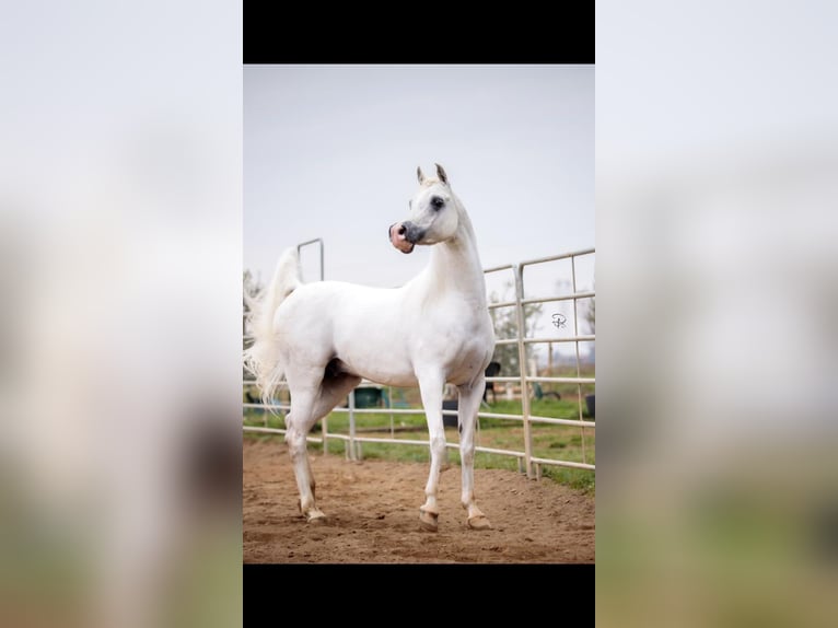 Purosangue arabo Stallone 11 Anni Grigio in Lgota