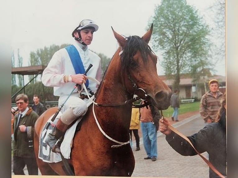 Purosangue arabo Stallone 13 Anni 146 cm Sauro ciliegia in Sainte-Gauburge-Sainte-Colombe