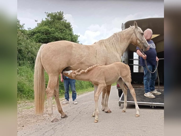 Purosangue arabo Stallone 13 Anni 146 cm Sauro ciliegia in Sainte-Gauburge-Sainte-Colombe