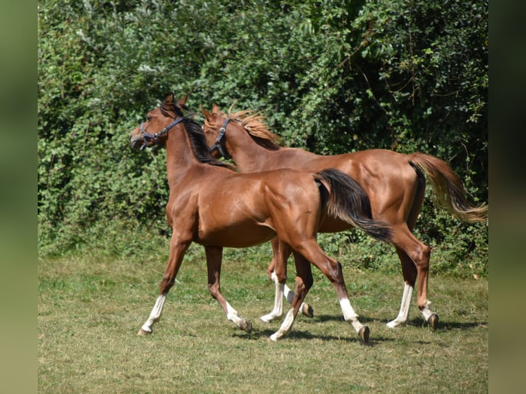 Purosangue arabo Stallone 13 Anni 146 cm Sauro ciliegia in Sainte-Gauburge-Sainte-Colombe