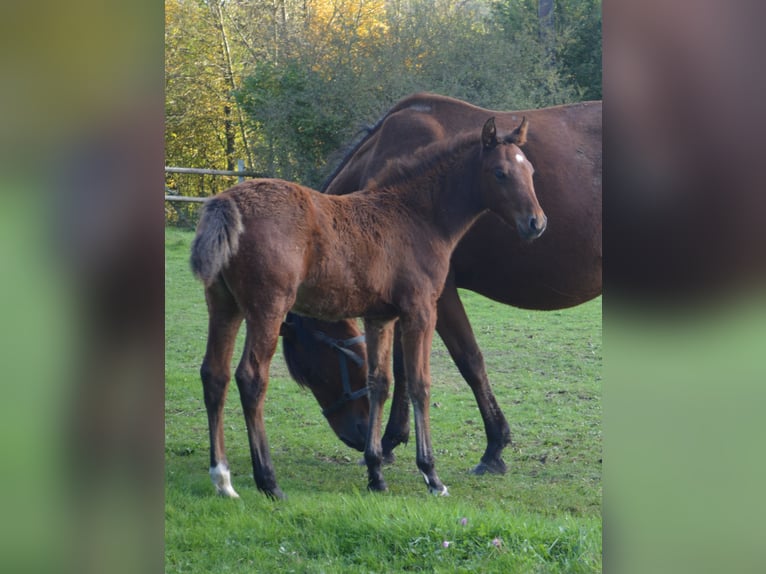 Purosangue arabo Stallone 13 Anni 146 cm Sauro ciliegia in Sainte-Gauburge-Sainte-Colombe