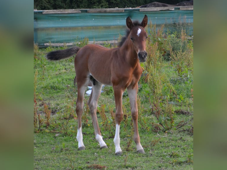 Purosangue arabo Stallone 13 Anni 146 cm Sauro ciliegia in Sainte-Gauburge-Sainte-Colombe