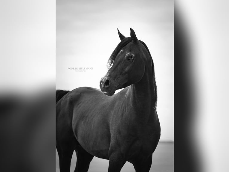 Purosangue arabo Stallone 13 Anni 158 cm Morello in Hobro