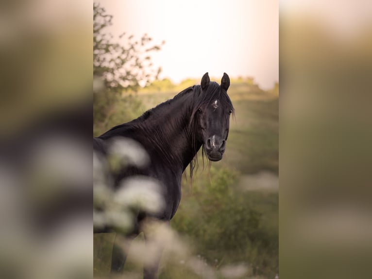 Purosangue arabo Stallone 13 Anni 158 cm Morello in Hobro