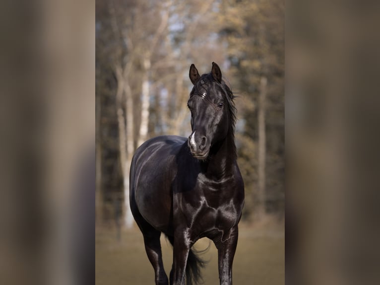 Purosangue arabo Stallone 13 Anni 158 cm Morello in Hobro