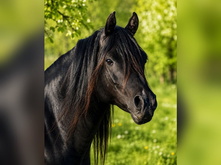 Purosangue arabo Stallone 13 Anni 158 cm Morello in Hobro