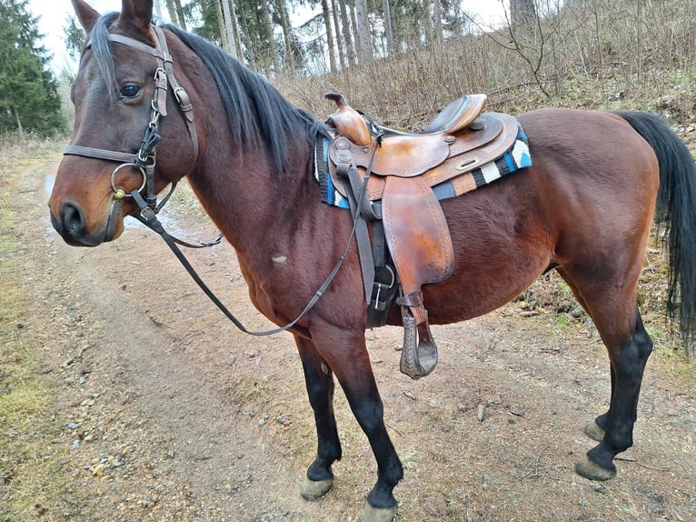 Purosangue arabo Stallone 15 Anni 148 cm Baio scuro in Sankt Peter am Kammersberg