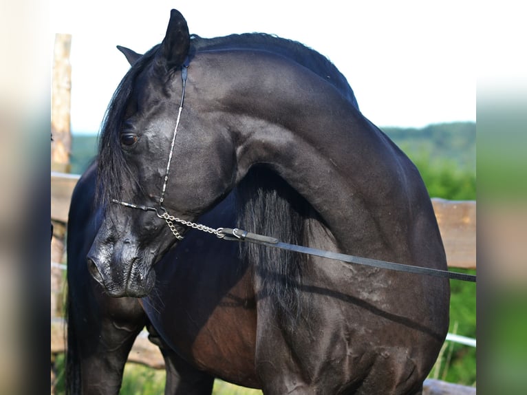 Purosangue arabo Stallone 15 Anni 152 cm Morello in Toporzysko