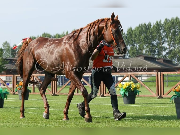 Purosangue arabo Stallone 15 Anni 157 cm Sauro in Villach