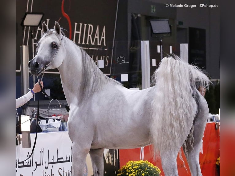 Purosangue arabo Stallone 18 Anni 156 cm Grigio in Leun