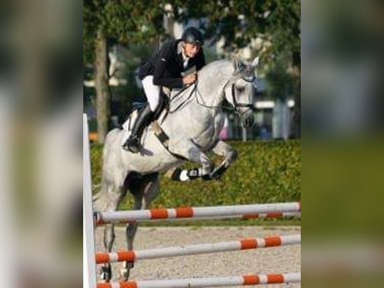 Purosangue arabo Stallone 18 Anni 156 cm Grigio in Leun
