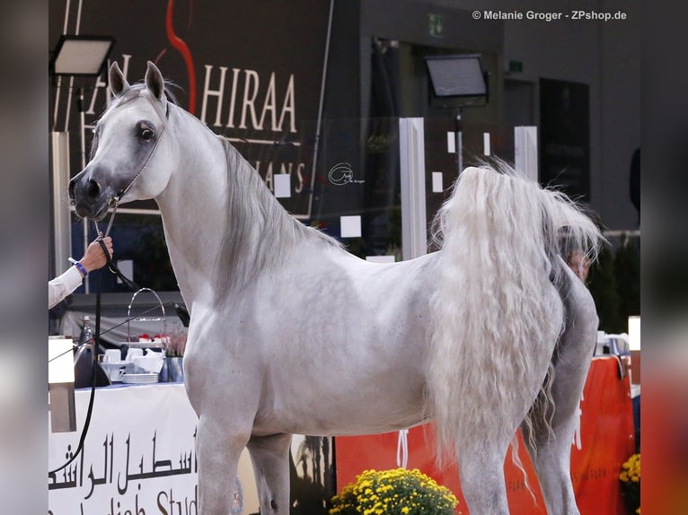 Purosangue arabo Stallone 18 Anni 156 cm Grigio in Leun