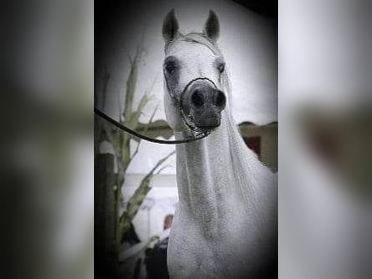 Purosangue arabo Stallone 18 Anni 156 cm Grigio in Leun