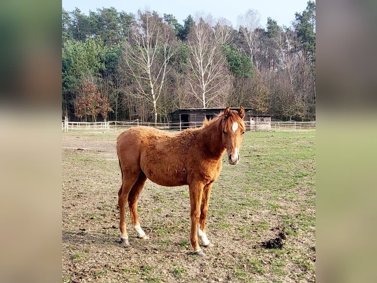 Purosangue arabo Stallone 1 Anno 135 cm Sauro in LUBISZYN