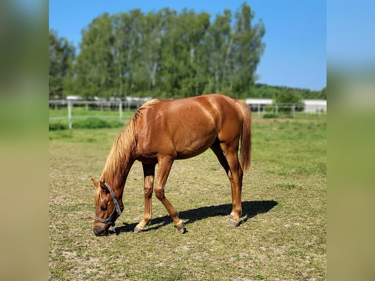 Purosangue arabo Stallone 1 Anno 140 cm Sauro in Lubiszyn
