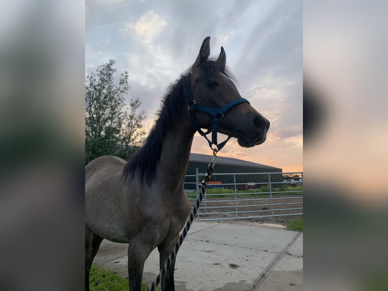 Purosangue arabo Stallone 1 Anno 145 cm Bianco in Hardinxveld-Giessendam