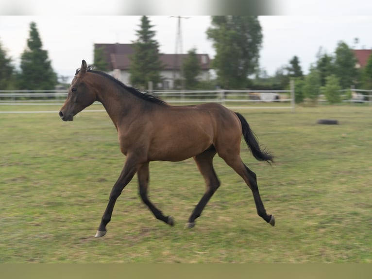 Purosangue arabo Stallone 1 Anno 148 cm Baio ciliegia in Dziemiany