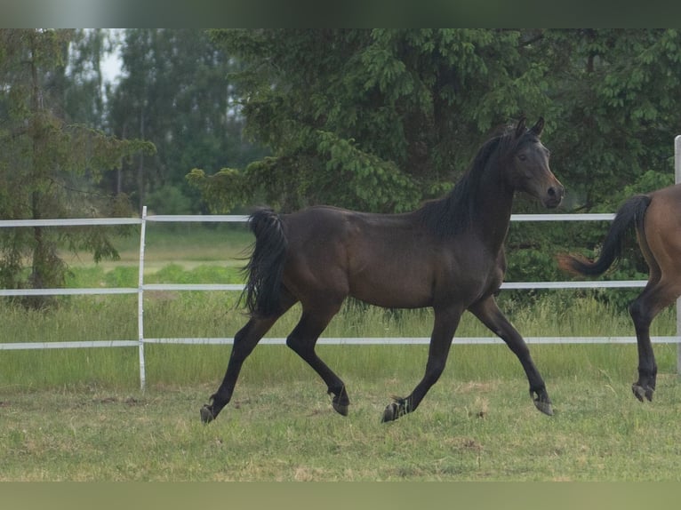 Purosangue arabo Stallone 1 Anno 148 cm Baio nero in Dziemiany