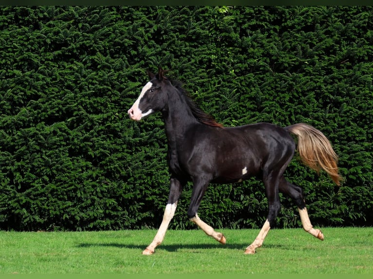 Purosangue arabo Stallone 1 Anno 150 cm Morello in GOVEN
