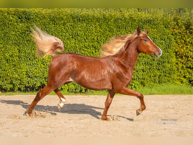 Purosangue arabo Stallone 1 Anno 153 cm Sauro in Scheeßel