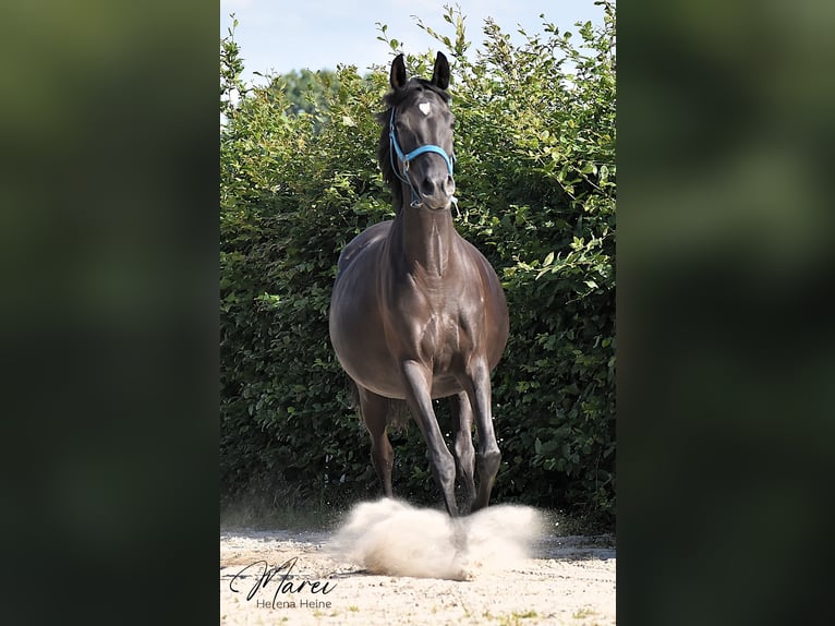 Purosangue arabo Stallone 1 Anno 153 cm Sauro in Scheeßel