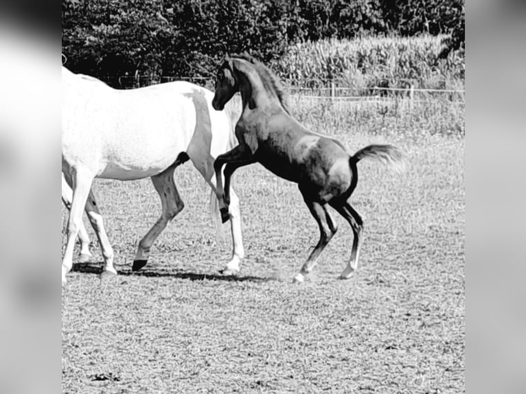 Purosangue arabo Stallone 1 Anno 154 cm Grigio in Eschede