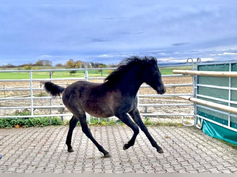 Purosangue arabo Stallone 1 Anno 154 cm Grigio in Dunningen