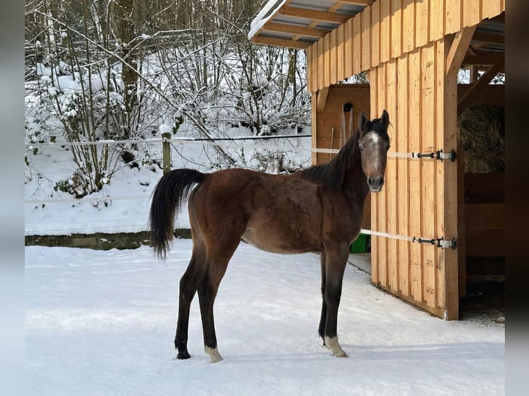 Purosangue arabo Stallone 1 Anno 154 cm Grigio in Reichshof