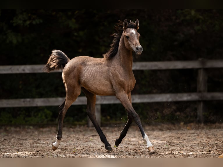 Purosangue arabo Stallone 1 Anno 154 cm Grigio in Reichshof