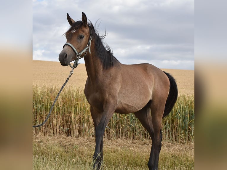 Purosangue arabo Stallone 1 Anno 154 cm Grigio trotinato in Elxleben