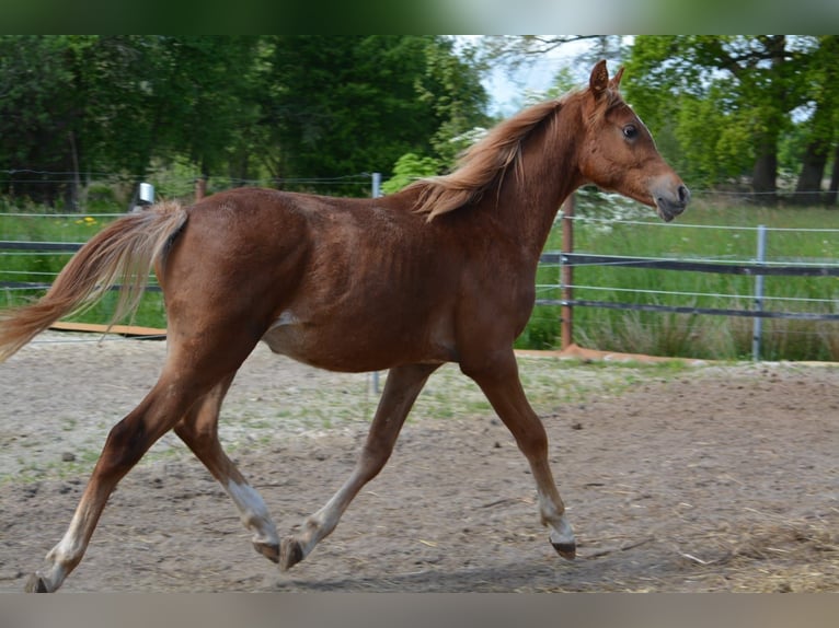 Purosangue arabo Stallone 1 Anno 154 cm Sauro in Jade