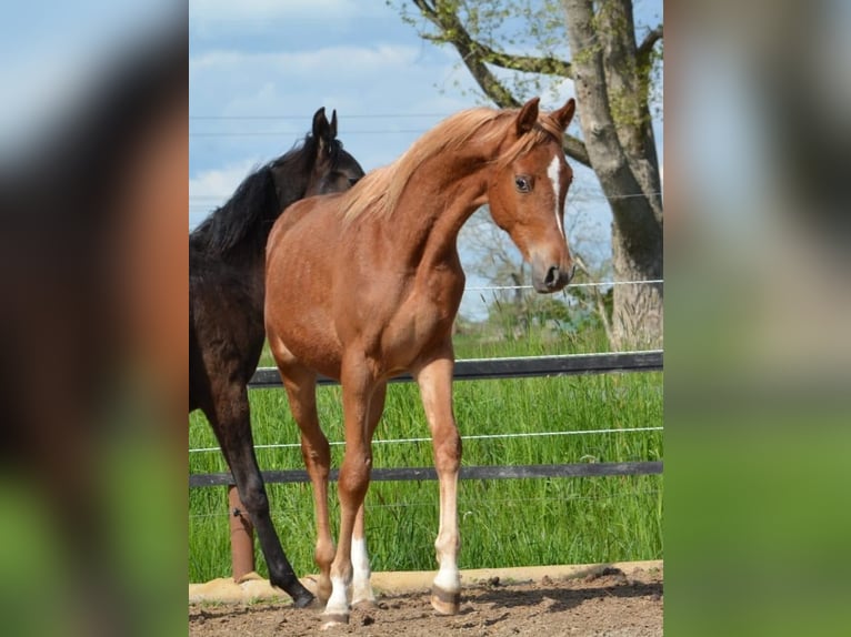 Purosangue arabo Stallone 1 Anno 154 cm Sauro in Jade