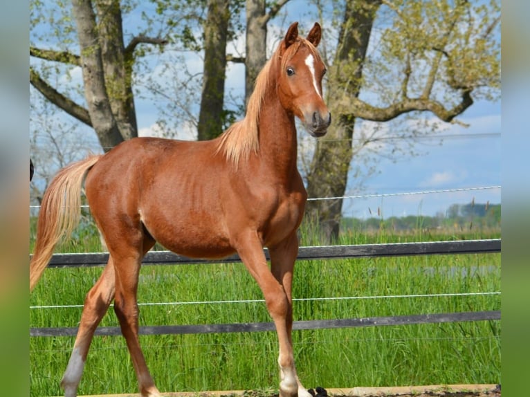 Purosangue arabo Stallone 1 Anno 154 cm Sauro in Jade