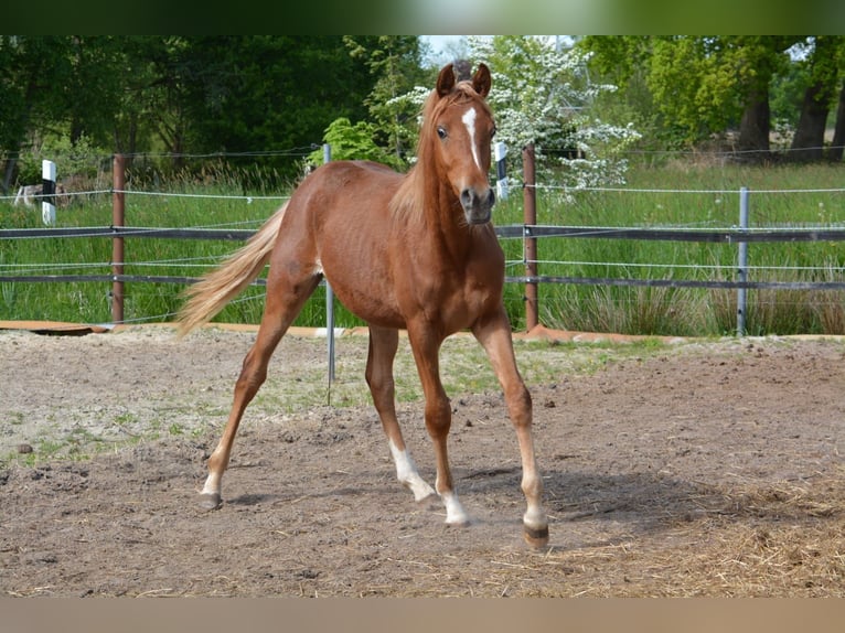 Purosangue arabo Stallone 1 Anno 154 cm Sauro in Jade
