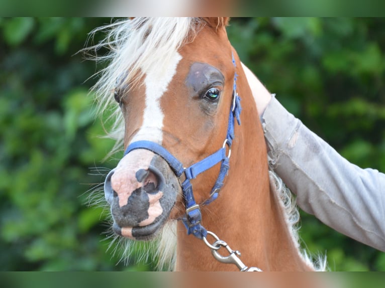 Purosangue arabo Stallone 1 Anno 154 cm Sauro scuro in Hobro