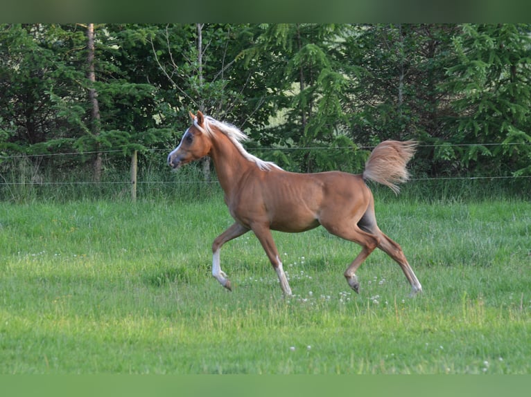 Purosangue arabo Stallone 1 Anno 154 cm Sauro scuro in Hobro
